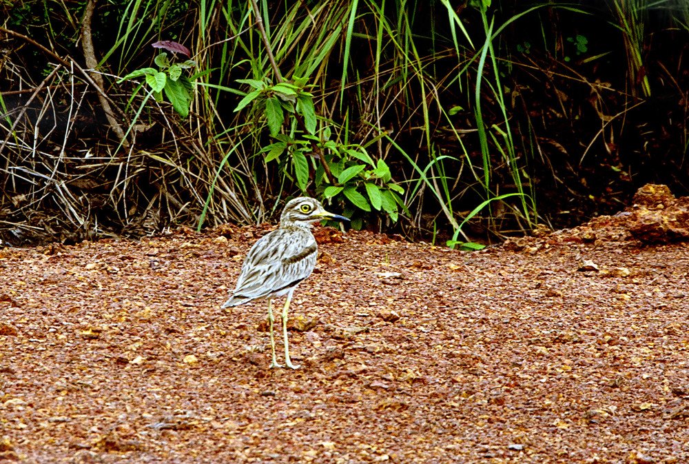 Фотография автора игорь Громов