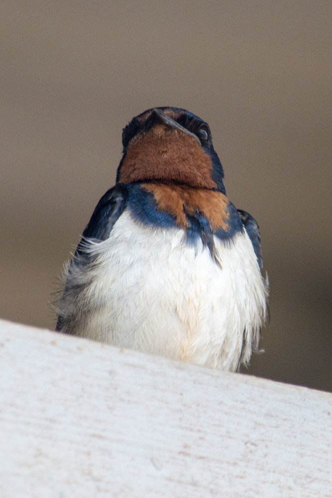 Фотография автора игорь Громов