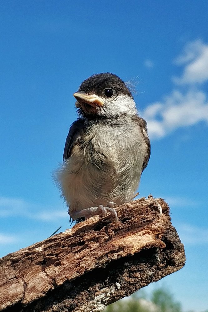 Задумчивость