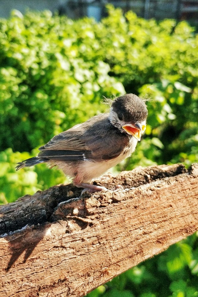 Возмущение