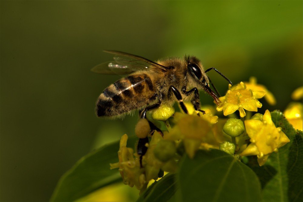 bee foraging