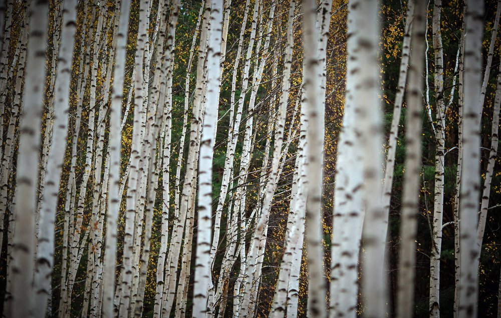 Photograph by Екатерина Шугаева