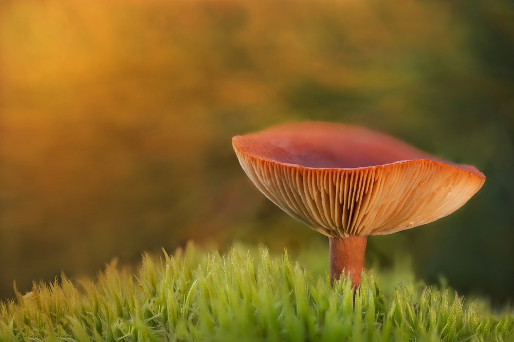 Photograph by Сергей Романченко