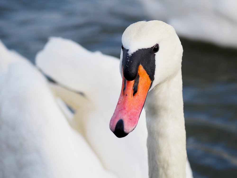 Photograph by андрей гусев