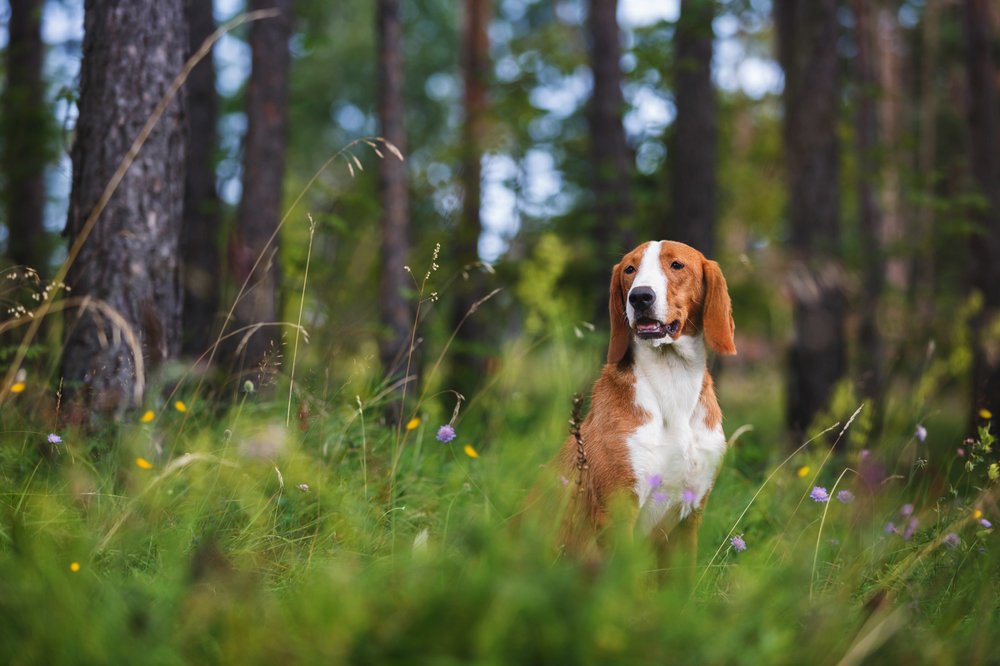 Dog in forest