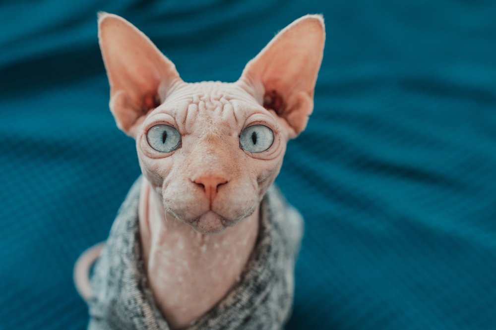 Фотография автора Ksenia Rososhek