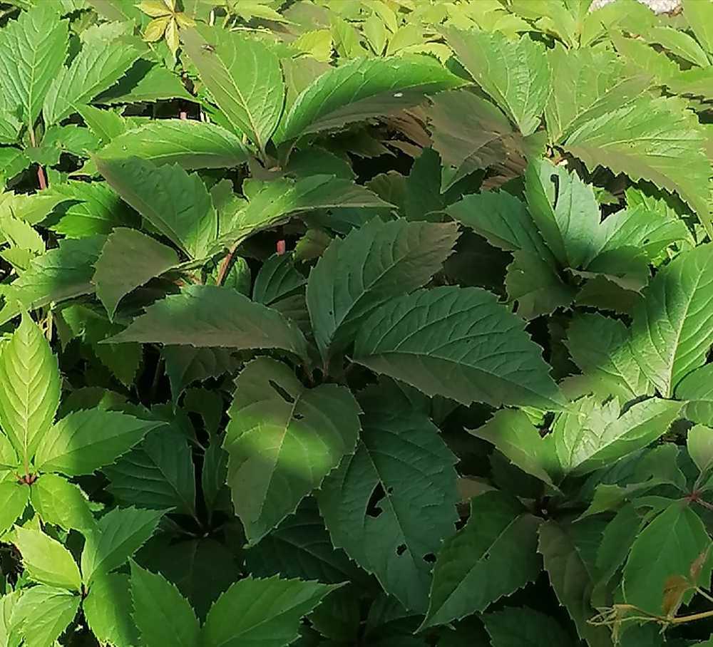 Photograph by Оксана Трофименко