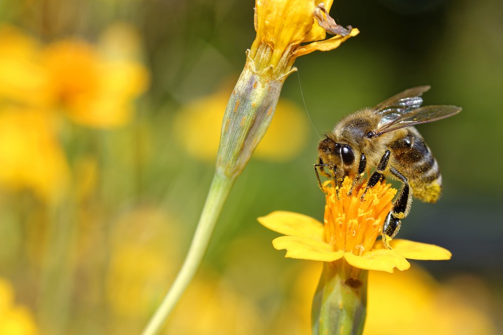 Close-up photo of honey bee collecting flowers nectar