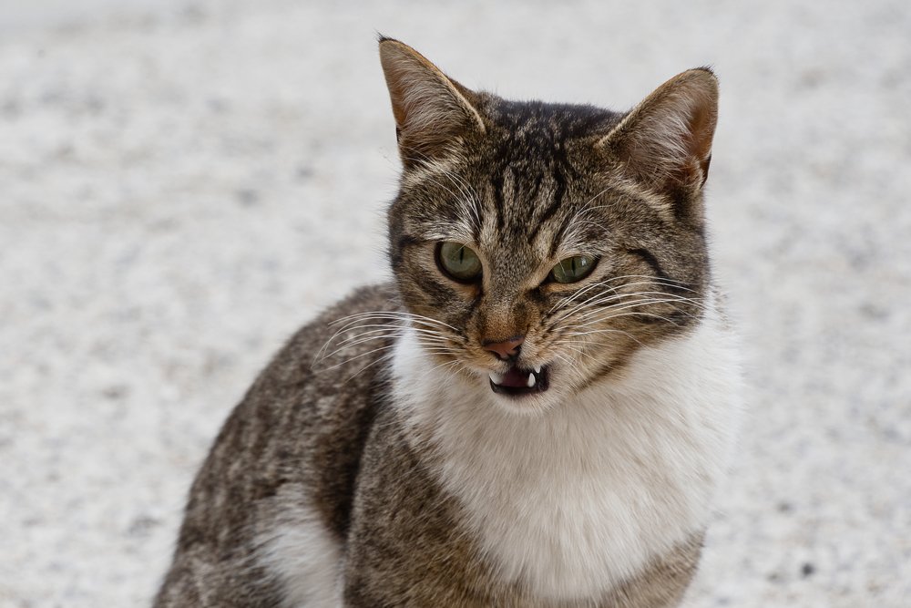 Angry looking stray cat