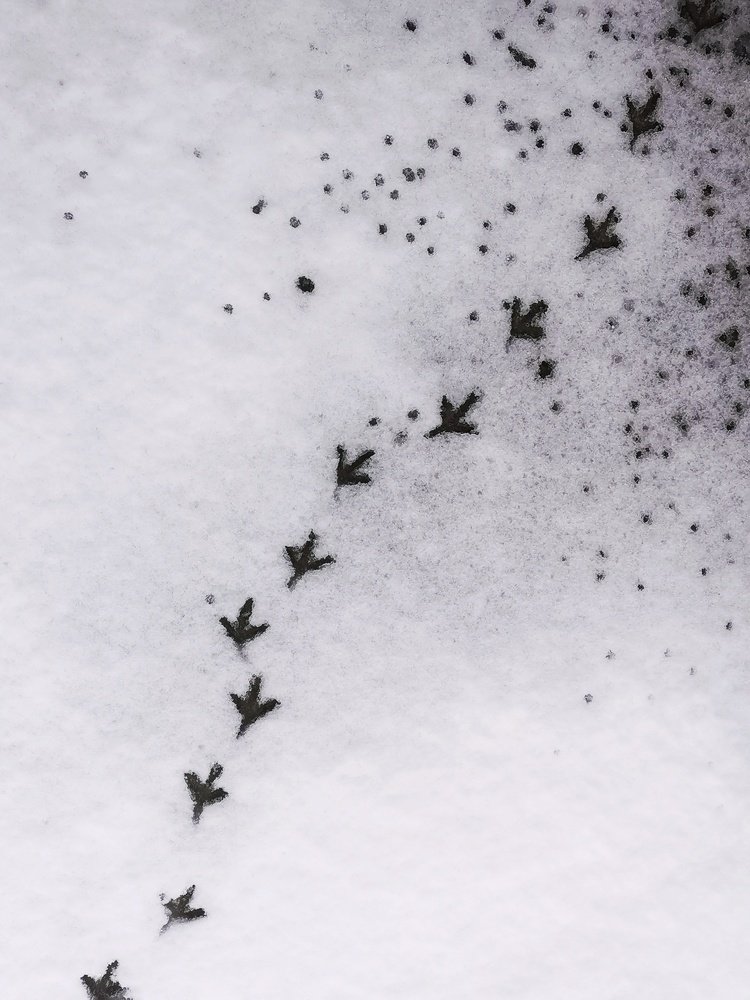 Письма на снегу