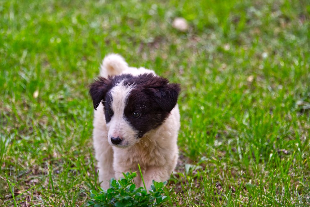 Small puppy of a Karakachan dog breed