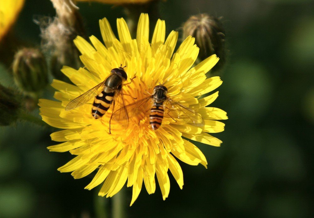 Photograph by Светлана Олина