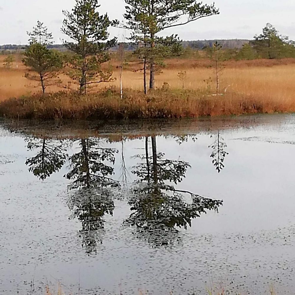 Ельские болота