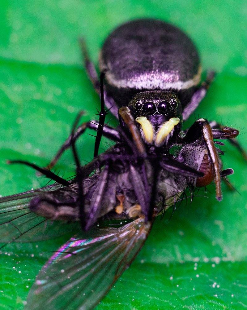 Паучок-скакун
