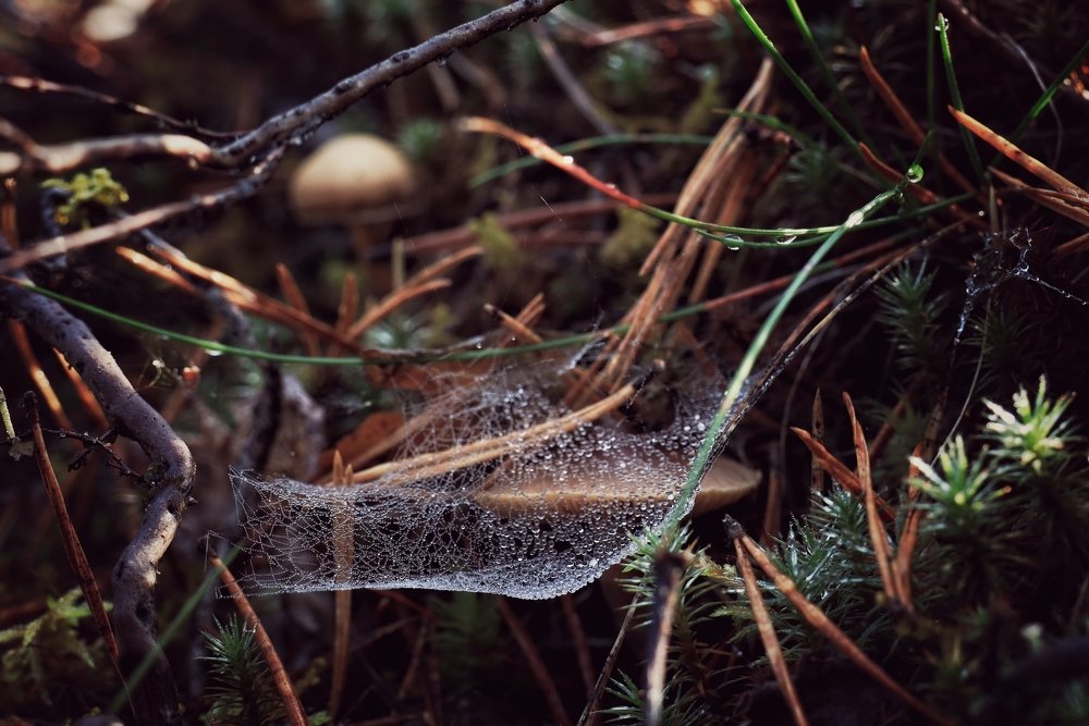 Photograph by Ирина Шумкова