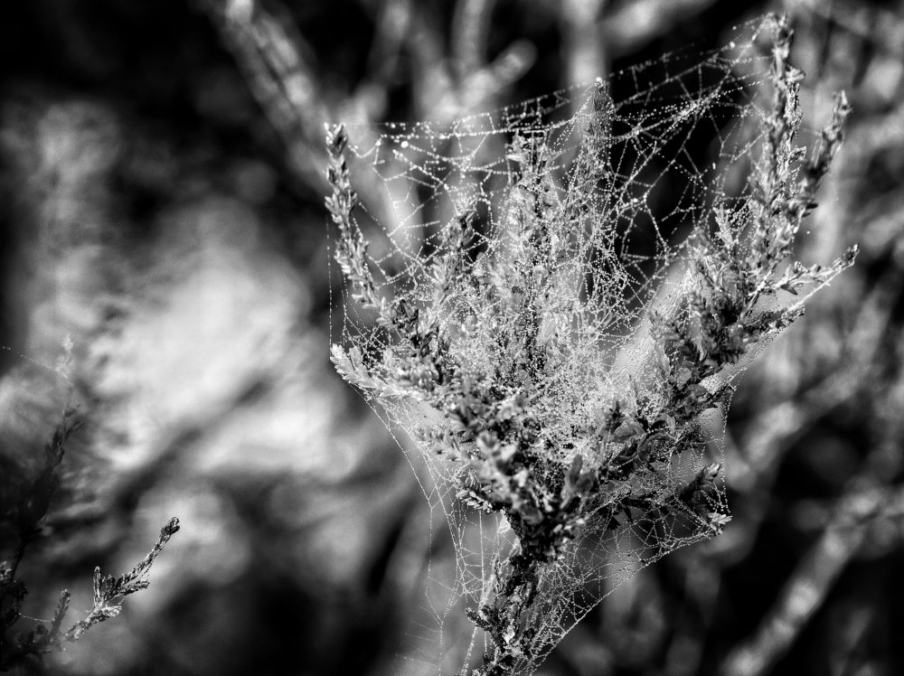 Photograph by Ирина Шумкова