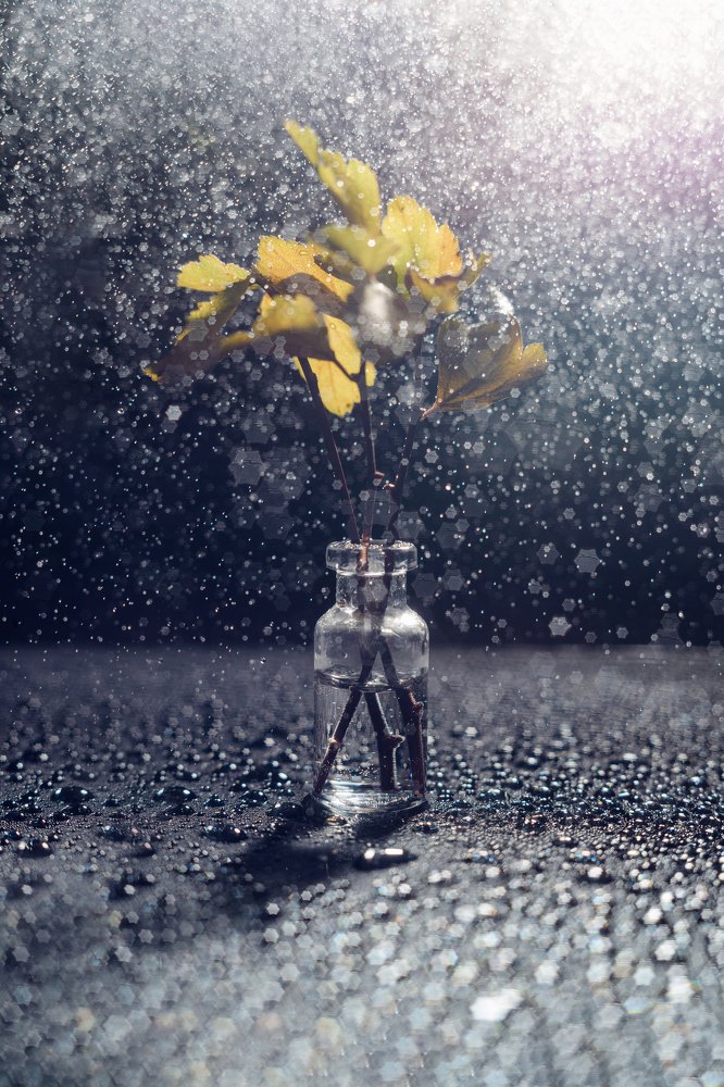 bouquet in a vessel on black background. In spray of water with bokeh