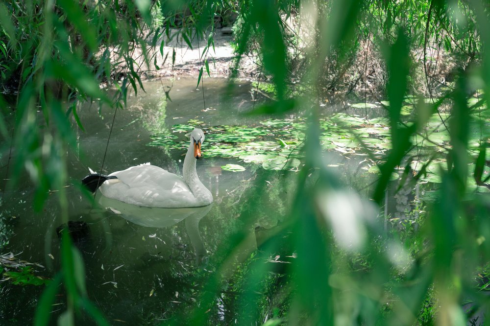 Photograph by Екатерина Кваша