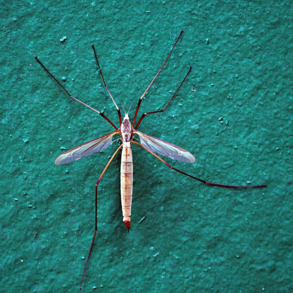 Комар-долгоножка