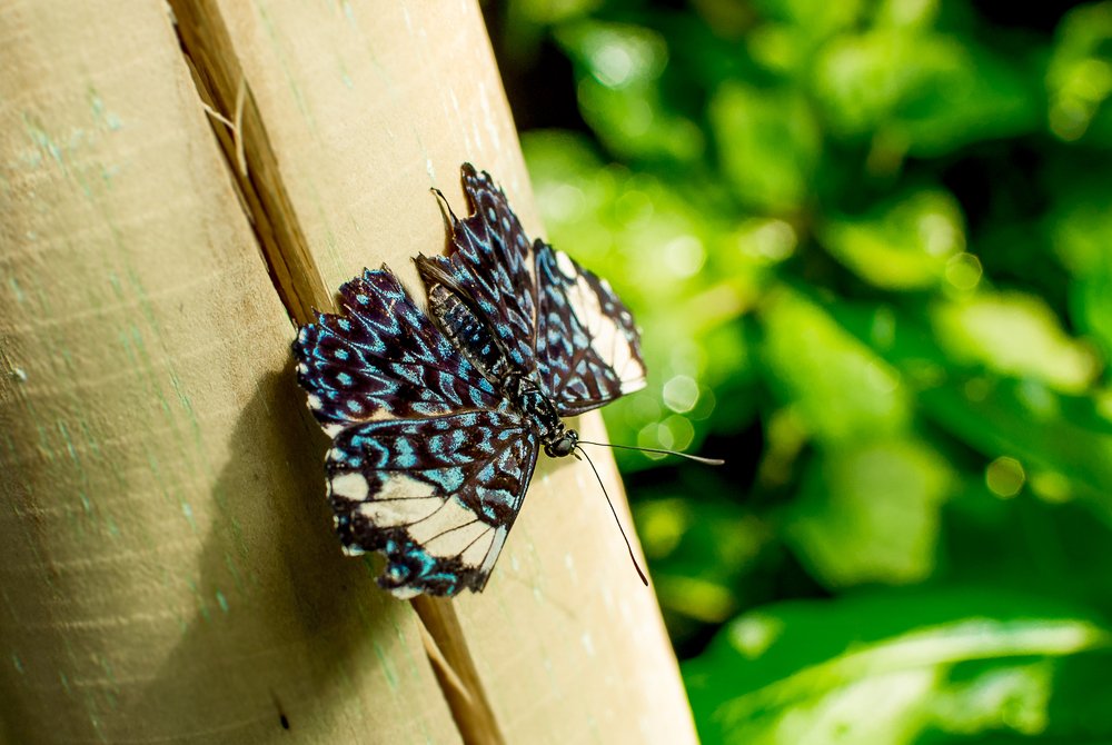 Photograph by Светлана Ветрова