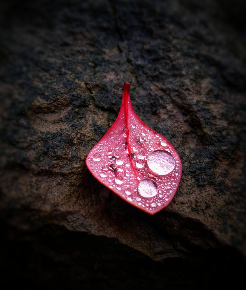 Фотография автора Виктор Конев