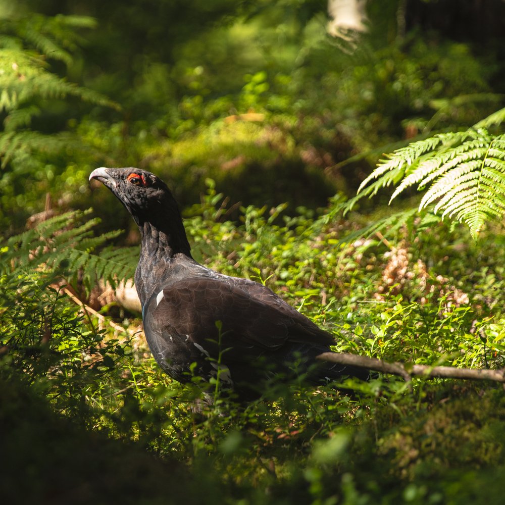 Photograph by Dzintra Zvagina