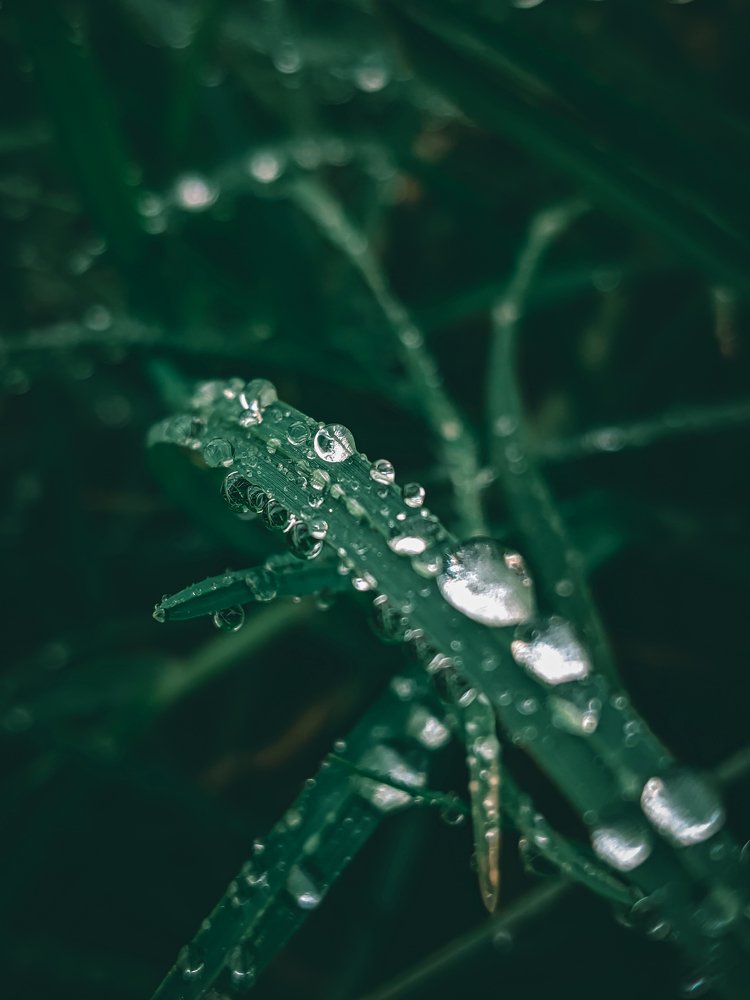 Drops of life
