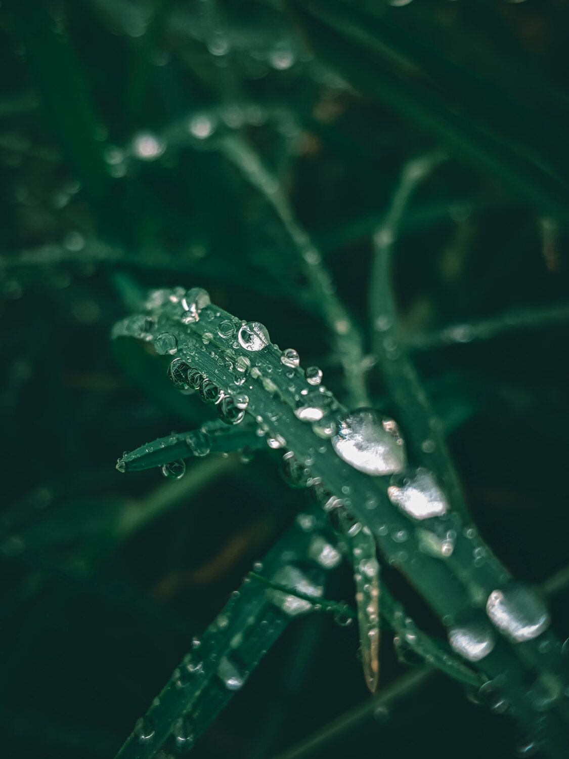 Drops of life