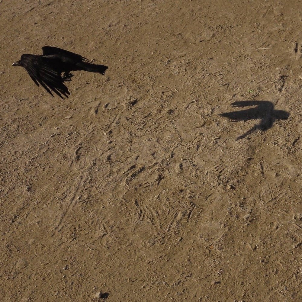 Shadow escape from the crow