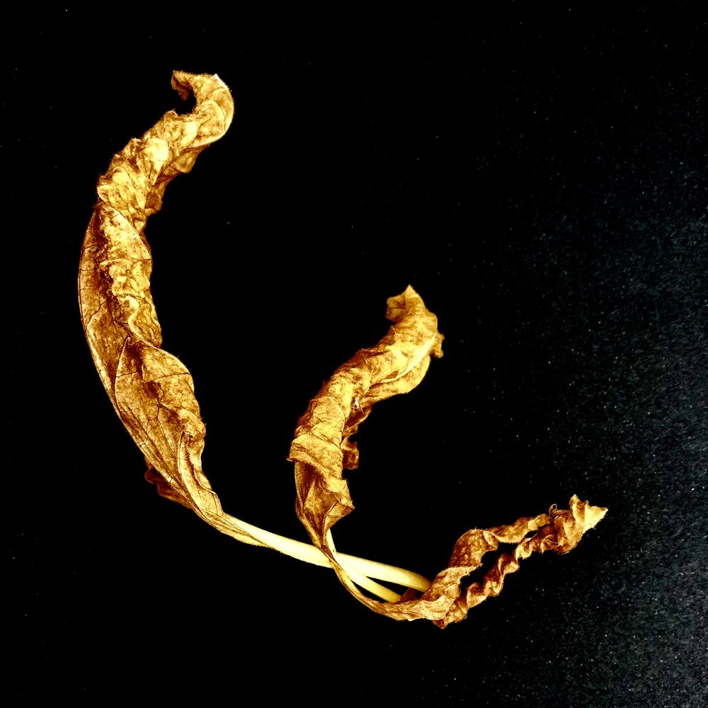 Трезубец Посейдона