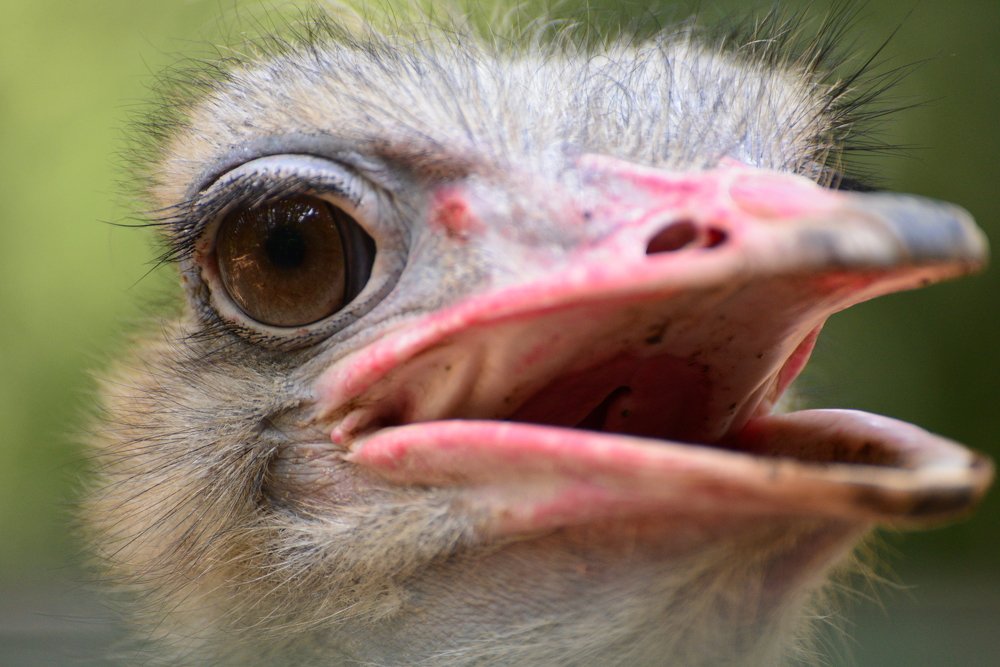 Портрет. страуса