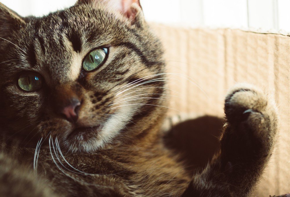 Photograph by Dan Gabriel