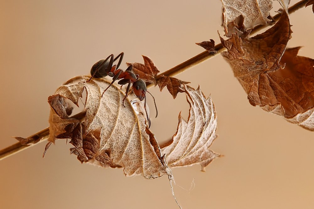 Photograph by Sokolova Tatiana