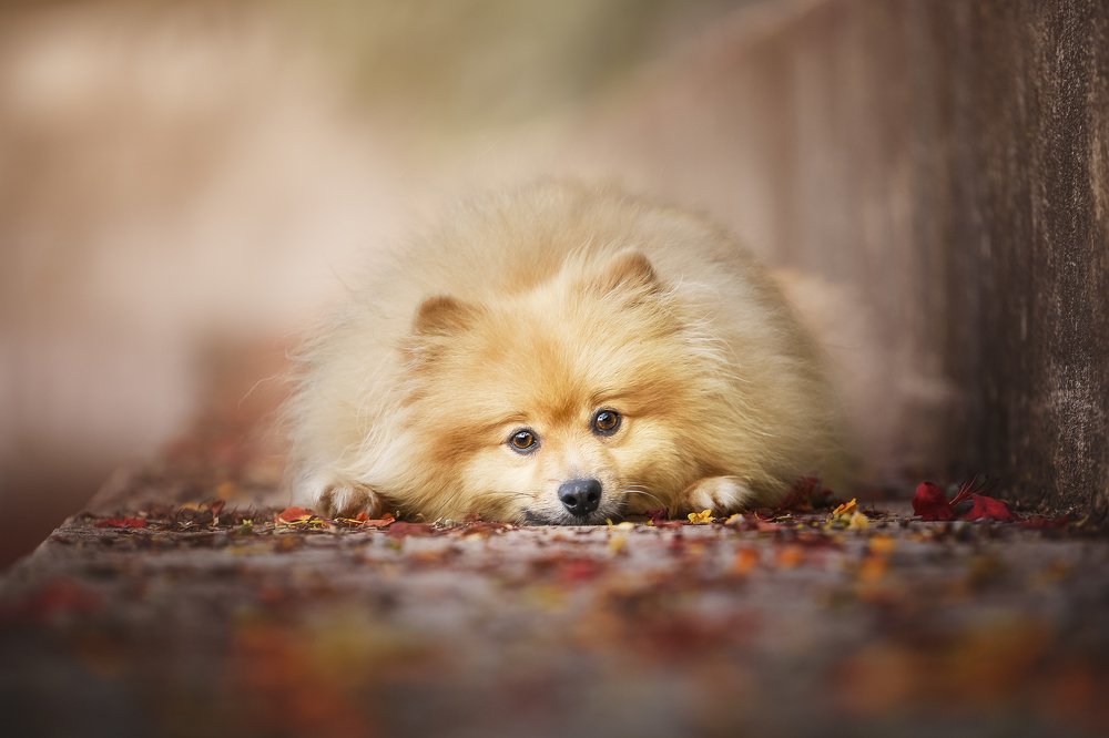 Photograph by Deise de Oliveira