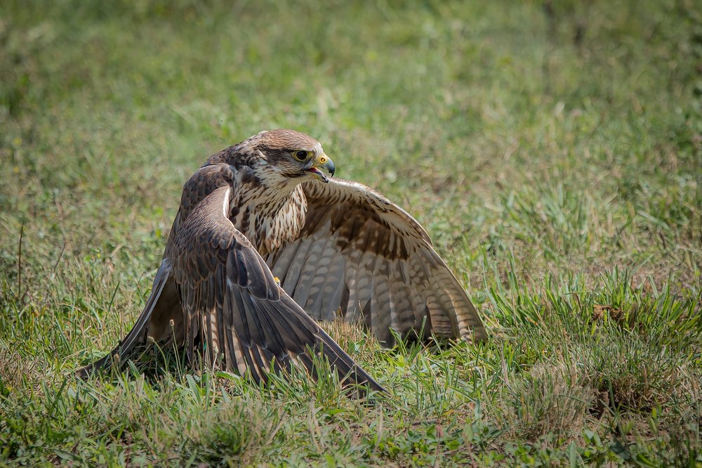 Photograph by Ionut Jarca