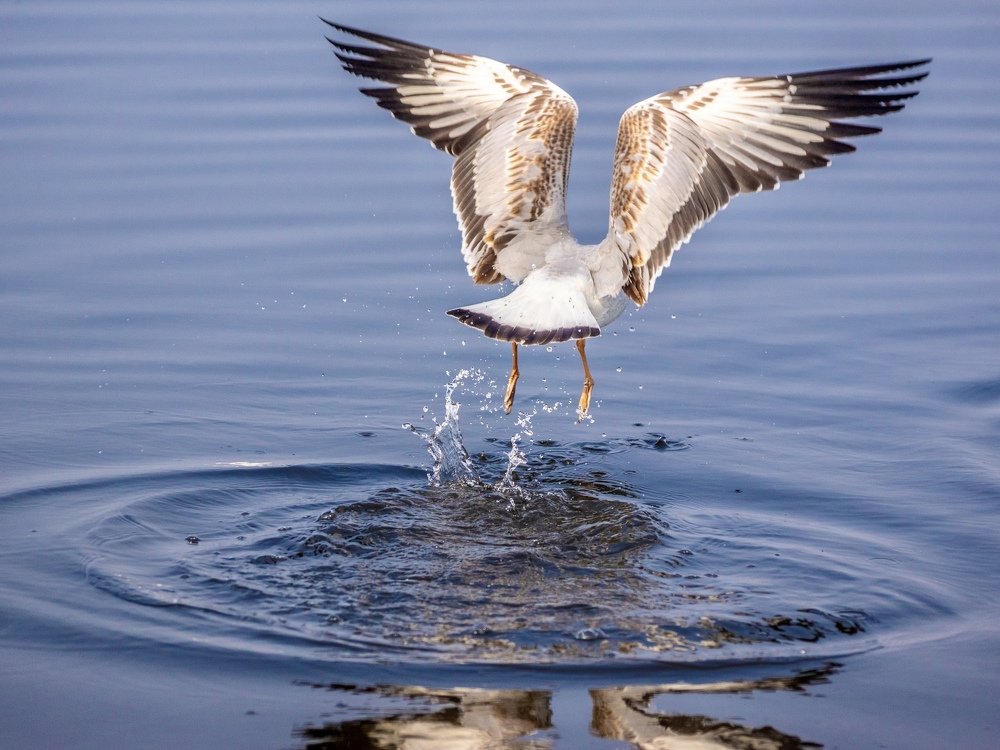 Фотография автора savitri Rawat