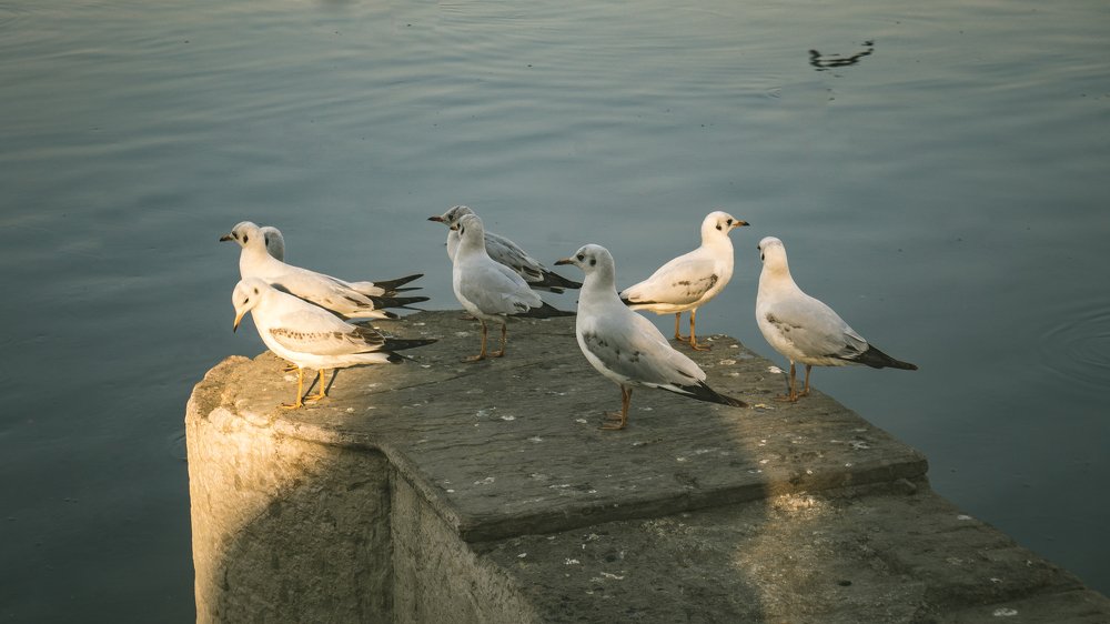 Фотография автора savitri Rawat