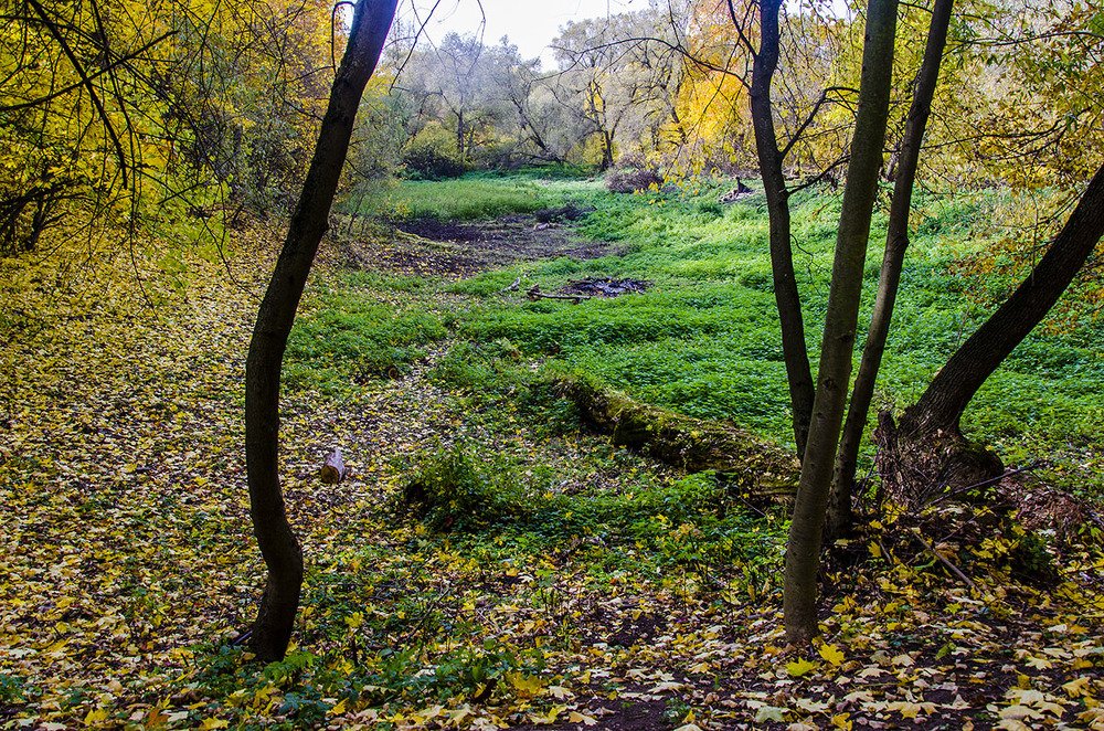 Бывший пруд усадьбы !