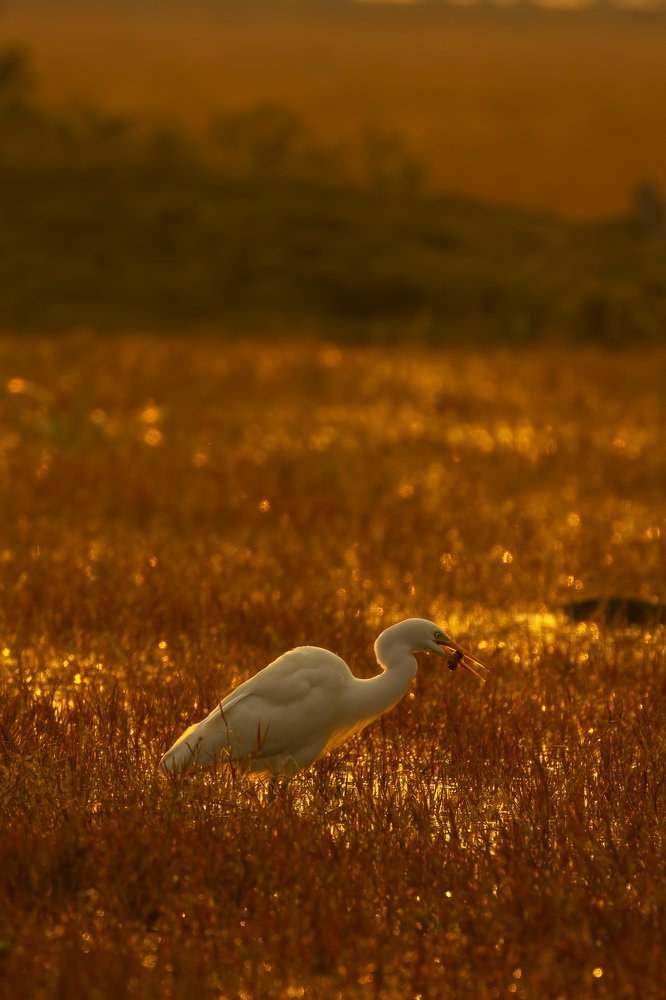Photograph by Abhaya Shukla