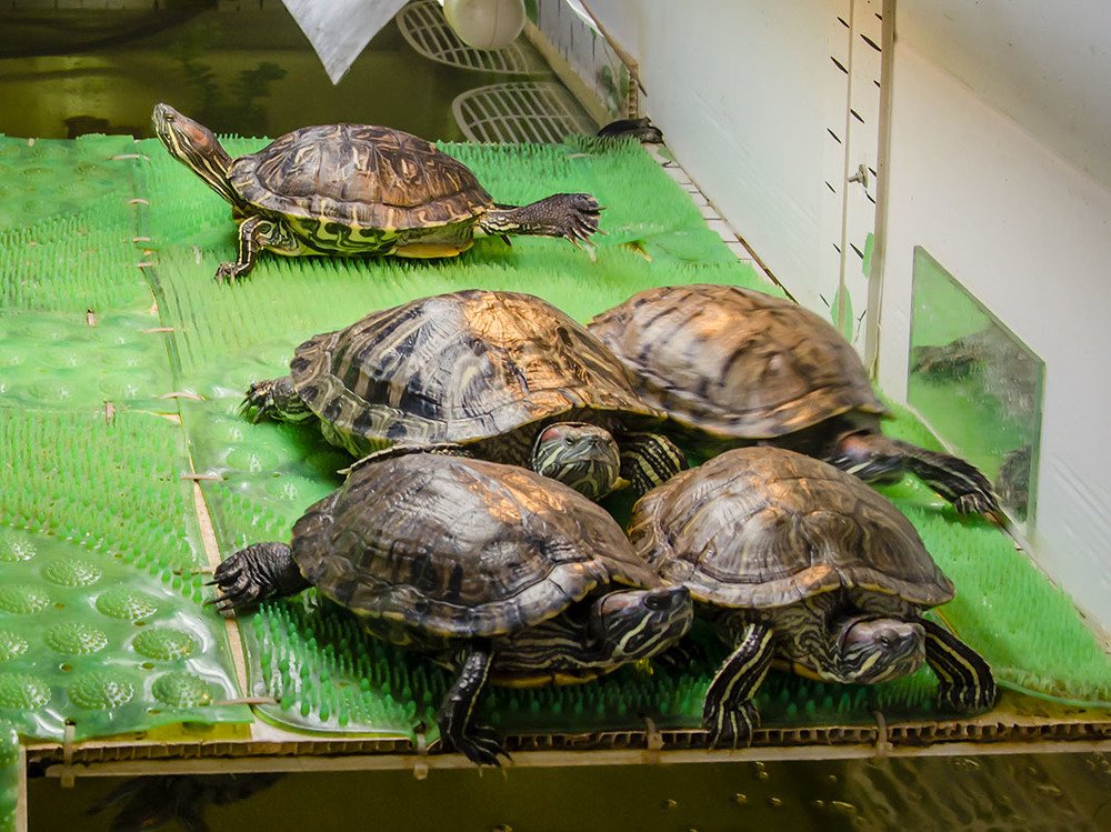 Построение "Черепаха" !