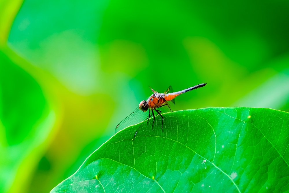 Photograph by firanurfitra