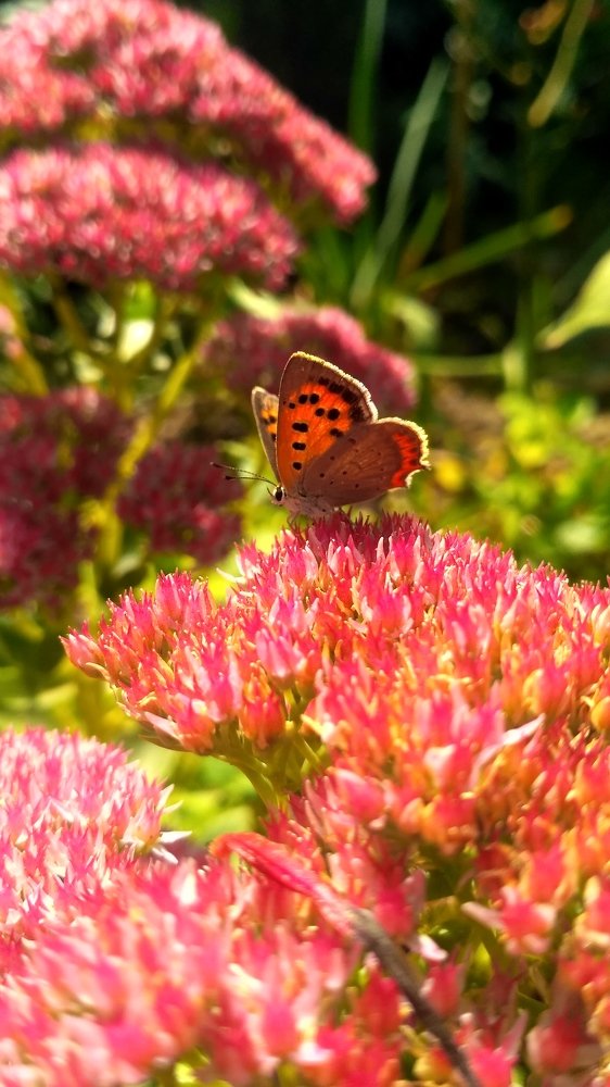 Photograph by Виктория Данилова