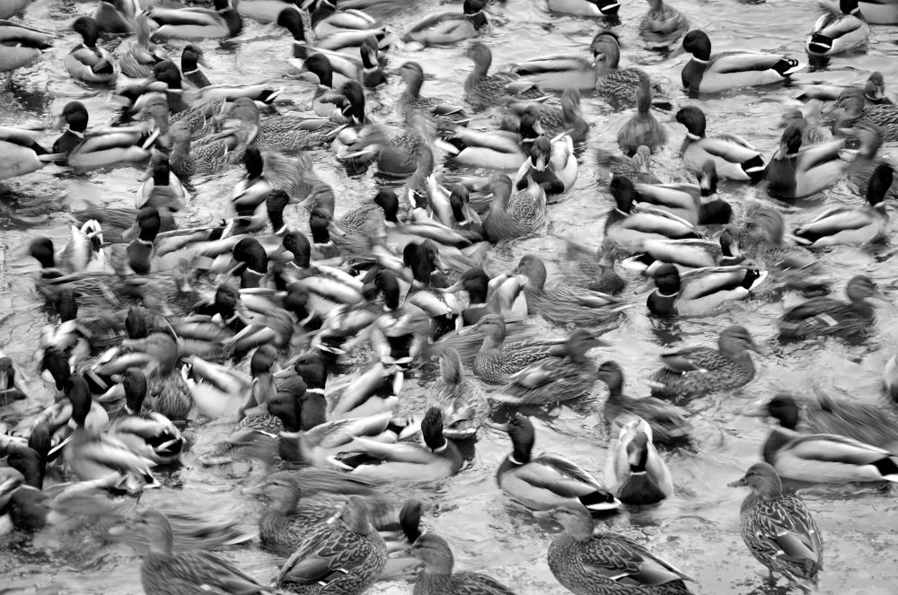 Утиный хаос