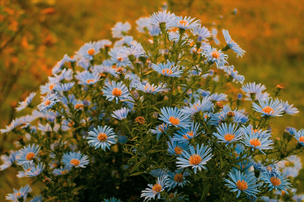 Голубые цветы.