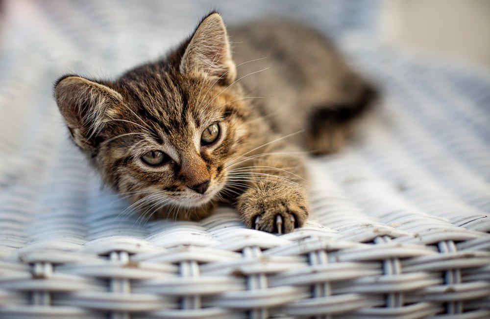 Photograph by Marcin Mirek