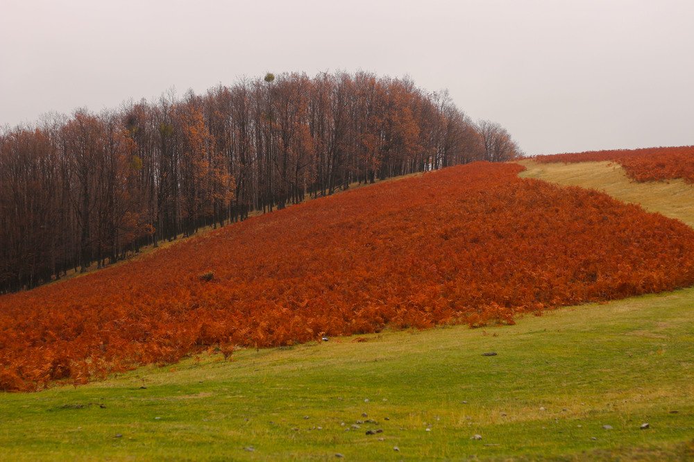 Photograph by Irina Magdalena Bivolaru