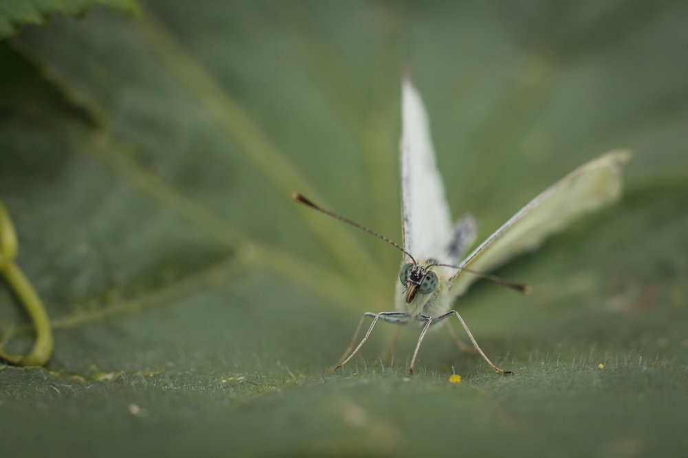 Бабочка капустница