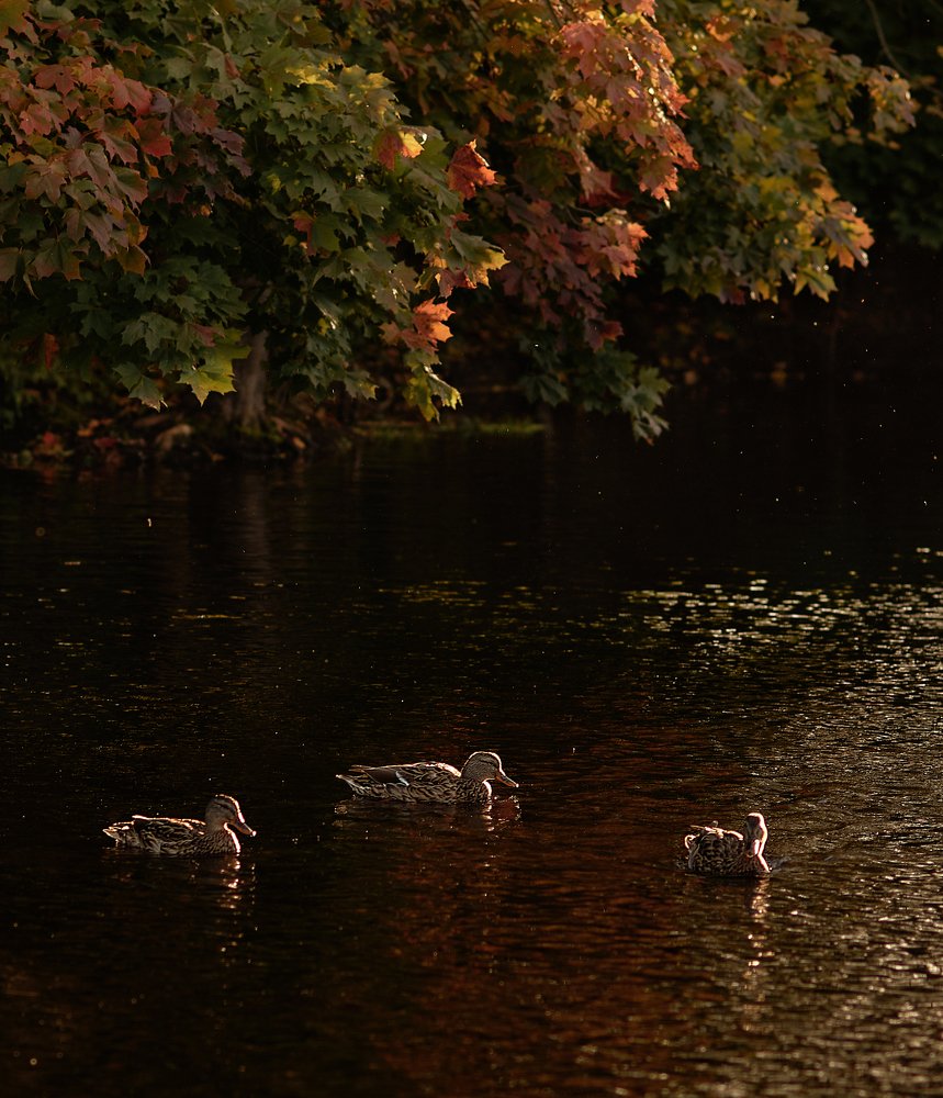 Photograph by Лариса Абрамова