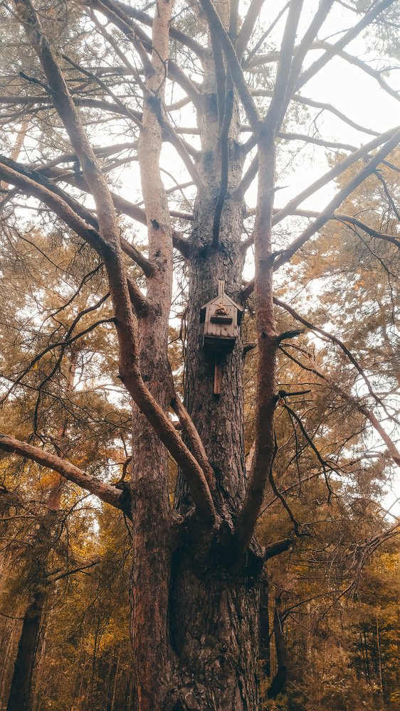 Дикие пчелы в лесу