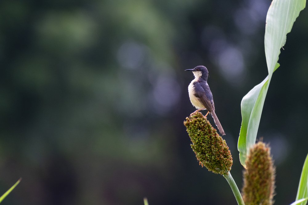 Ashy Prinia
